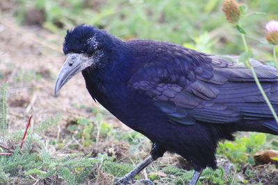 Close-up of a bird