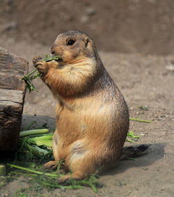 Close-up of squirrel sitting on field