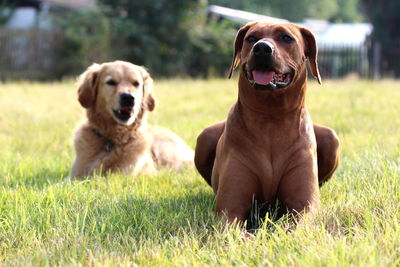 Portrait of dog sitting on field