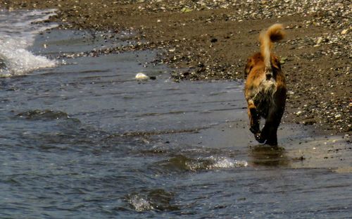 Dog standing on beach