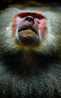 Close-up portrait of a monkey