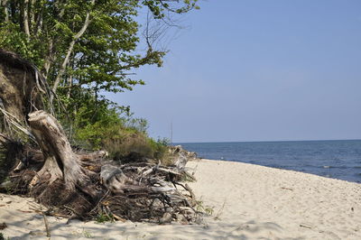 Driftwood on beach against clear sky