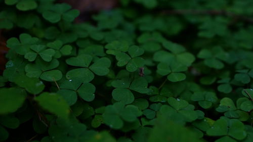 Close-up of water drops on leaves