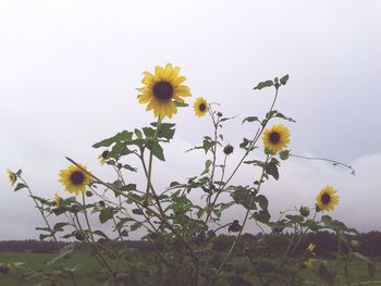 Close-up of yellow flowers