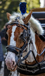 Carriage horse nyc