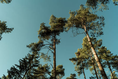 Low angle view of tree against clear blue sky