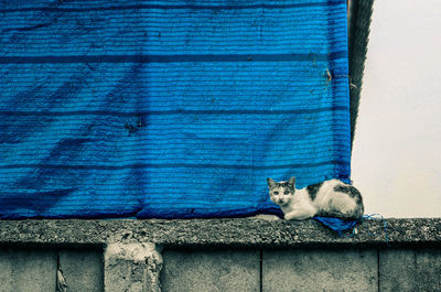 Cat resting on wall