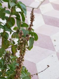 Close-up of insect on plant