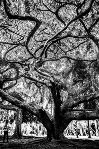Low angle view of tree in park