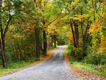 Road amidst trees in forest during autumn