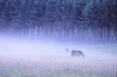 Horses on field in forest during winter