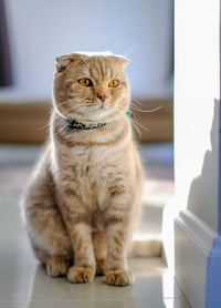 Close-up of a cat sitting on table