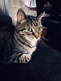 pet