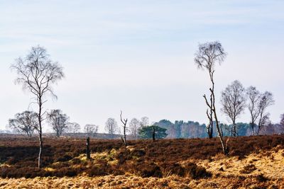 Bare trees on field against sky