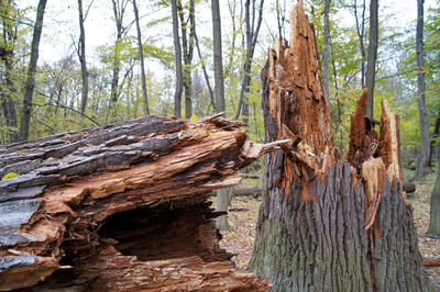 Trees in forest