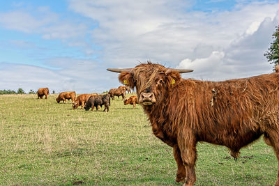 Cows grazing in a field