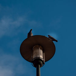 Low angle view of bird perching on street light against sky