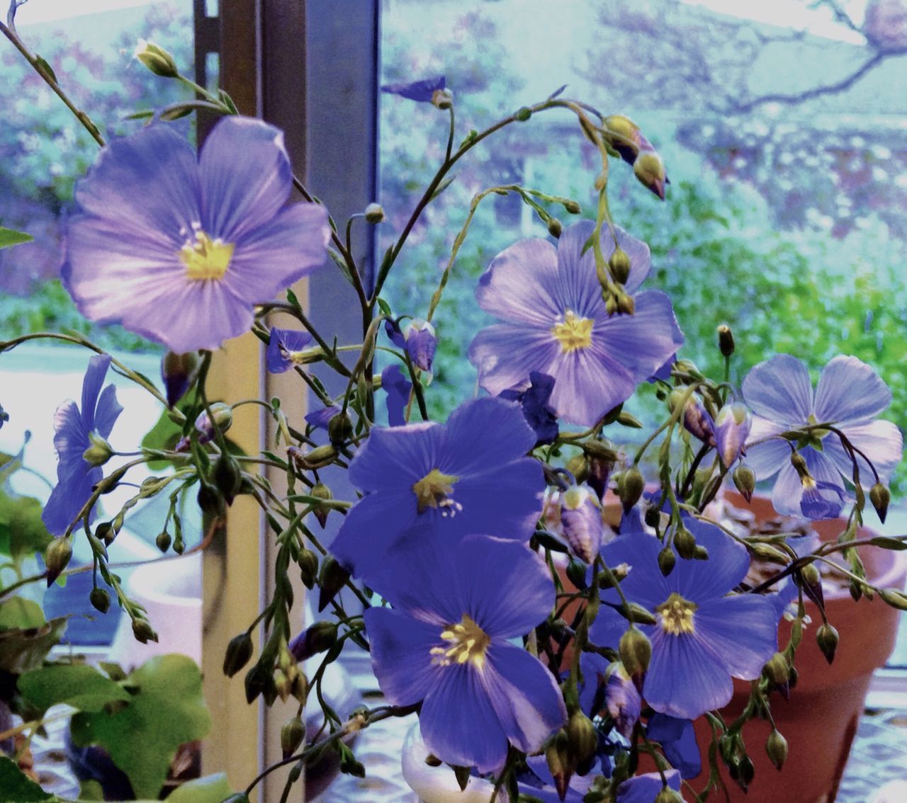 flower, fragility, freshness, nature, beauty in nature, purple, growth, petal, close-up, flower head, no people, outdoors, day, plant, blooming