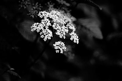 Close-up of flowering plant