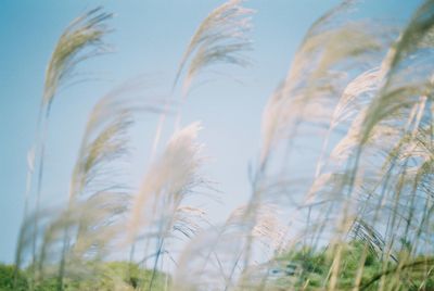 Close-up of stalks in field against sky