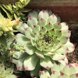 Close-up of succulent plant