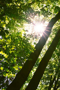 Low angle view of sunlight streaming through tree in forest