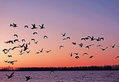 Silhouette birds flying over lake during sunset