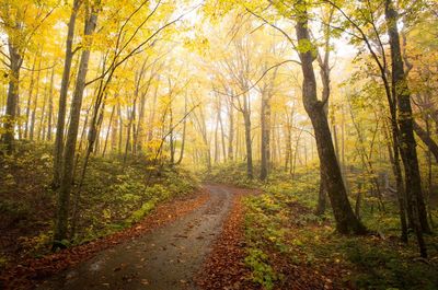 Road amidst trees in forest during autumn