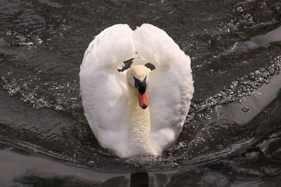 Swan floating on lake