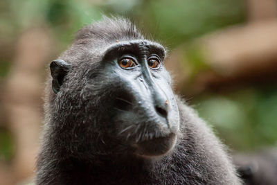 Portrait of gorilla