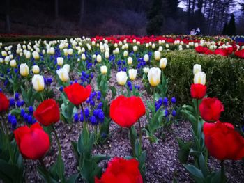 Multi colored tulips blooming on field