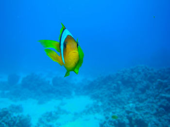 Fish swimming in sea