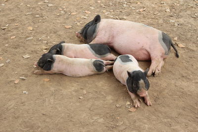 High angle view of dog sleeping on ground