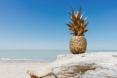 Coconut palm tree on beach against clear blue sky