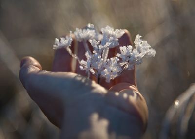 Close-up of hand holding plant