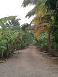 Plants and trees growing in farm