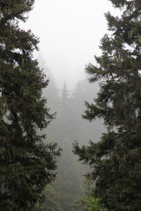 Low angle view of trees in forest against sky