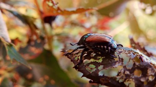 Close-up of insect on leaf