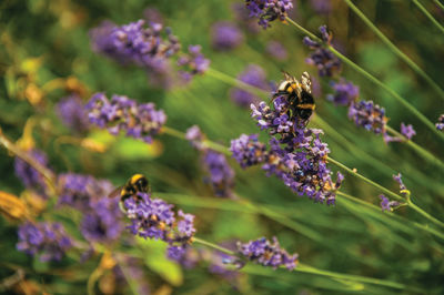 Close-up of bee pollinating on lavender