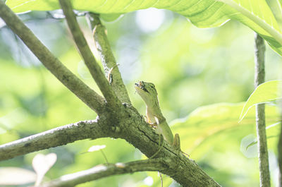 View of a bird perching on branch