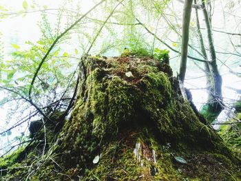 Low angle view of tree trunk in forest