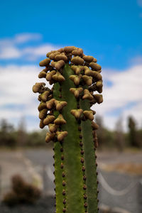 Close-up of succulent plant on field against sky