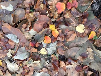 Full frame shot of autumn leaves