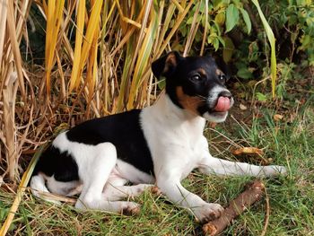 View of a dog lying on field jack russell terrier puppy 