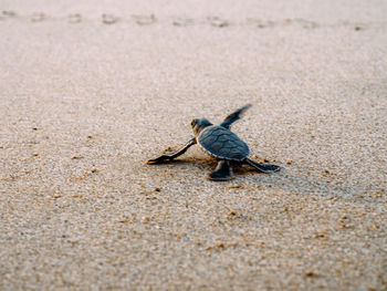 Close-up of turtle on sand