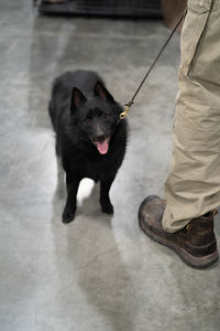 Low section of man with dog standing on floor