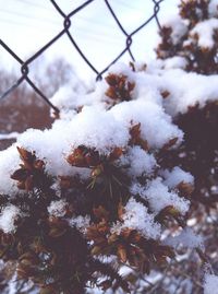 Close-up of snow covered leaves