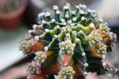 Close-up of succulent plant