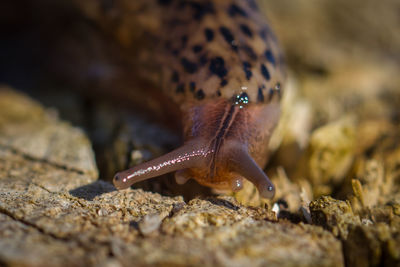 Close-up of slug on wood