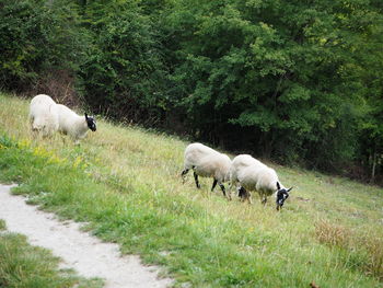 Sheep grazing in a field on a hill